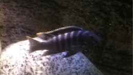 aquarium-von-marius88-stone-biotope-of-mbunas_Cynotilapia zebroides Charo WF male
