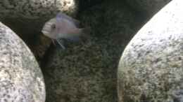 aquarium-von-marius88-stone-biotope-of-mbunas_Cynotilapia zebroides Charo WF female