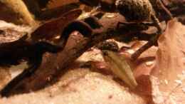 aquarium-von-markaroni-54-l-wurzelbiotop_Apistogramma trifasciata W, juvenil