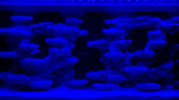 aquarium-von-mmbm78-fluval-m90_Beleuchtung mal bei Nacht - diese läuft aktuell 4h täglich