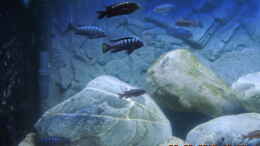 aquarium-von-michael-christ-becken-31528_Malawi 350 Liter 120x51x66
