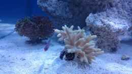 aquarium-von-elena-bluereef_Pseudocheilinus hexataenia - Sechsstreifen Lippfisch