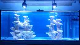 aquarium-von-elena-bluereef_Kessil LED noch ohne T5