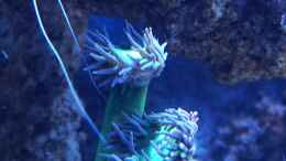 Aquarium einrichten mit Duncanopsammia axifuga
