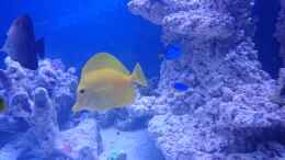 aquarium-von-elena-bluereef_Zebrasoma flavescens - Hawaii Doktor und Zebrasoma scopas - 