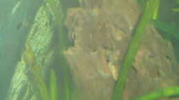 aquarium-von-atom010-becken-31550-juwel-trigon-190_Schwer zu erkennen eine der Amano - Garnelen
