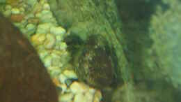 aquarium-von-atom010-becken-31550-juwel-trigon-190_Anciskus Antennenwels Weibchen