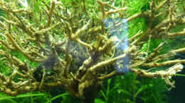 aquarium-von-jahira-shrimps-playground_Mini-Baum auf Schieferplatte (bestückt mit Javamoos)
