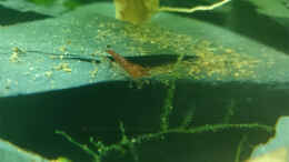 aquarium-von-jahira-shrimps-playground_Red Fire-Garnele