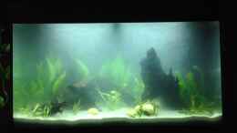 aquarium-von-yell0w-amazonas-region---codename-rio-xingu_Tag der Einrichtung