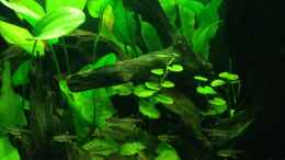 aquarium-von-yell0w-amazonas-region---codename-rio-xingu_Tiefenwirkung & Glühlichtsalmler 
