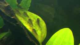 Aquarium einrichten mit Corydoras elegans auf Rastplatz