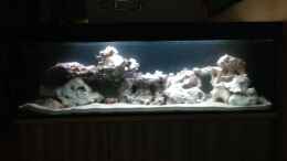 aquarium-von-ddt-mein-malawi-becken_Die Beleuchtung ist in Wirklichkeit dunkler
