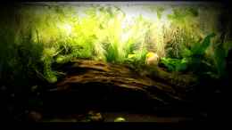 aquarium-von-hondatec-becken-31563_Apple Snail Waterhome