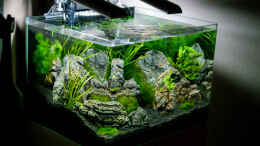 aquarium-von-datnicky-nickys-50-liter-scapers-tank_Linke Ansicht