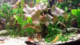 aquarium-von-steffen-und-felix-fluval-venezia-350-eckaquarium_Rote Tigerlotus wächst gut
