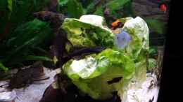 aquarium-von-steffen-und-felix-fluval-venezia-350-eckaquarium_Kopfsalat eine Abwechslung beim Futter