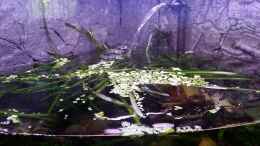 aquarium-von-steffen-und-felix-fluval-venezia-350-eckaquarium_50 % Schwimmpflanzen sind schön zu sehen