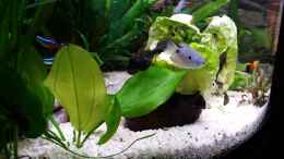 aquarium-von-steffen-und-felix-fluval-venezia-350-eckaquarium_auch die Blauen Fadenfische fressen Salat gern 