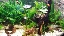 Aquarium einrichten mit Gongo-Speerblatt auf Mopani Wurzel (Anubias congensis)