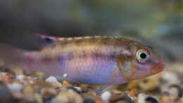 Aquarium einrichten mit Congochromis sabinae