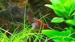 aquarium-von-cookiemonster-danio--und-tetrabecken_Red Cherry Shrimp frisst