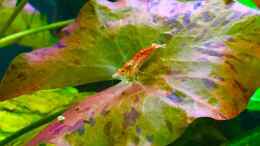 aquarium-von-cookiemonster-danio--und-tetrabecken_Red Cherry Shrimp auf Nymphaea lotus