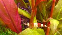 aquarium-von-cookiemonster-danio--und-tetrabecken_Chrystal Red Shrimp 