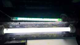 aquarium-von-martin-l---kakadus-river-_Beleuchtung durch T8 Röhre und LED