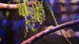 aquarium-von-betta-chris-regenwald-paludarium_Diesmal Elvis im Farn