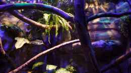 aquarium-von-betta-chris-regenwald-paludarium_Es sind beide Tiere auf dem Bild ;)