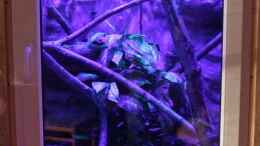 aquarium-von-betta-chris-regenwald-paludarium_Nachtlicht im Test ... Alles 3mm LEDs
