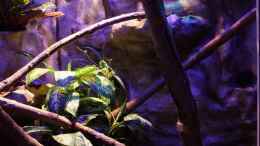 Aquarium einrichten mit Regenwald Paludarium für zwei Basiliskus plumifrons
