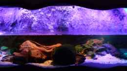 aquarium-von-betta-chris-regenwald-paludarium_Nachtbeleuchtung aus LEDs grün, blau, weis