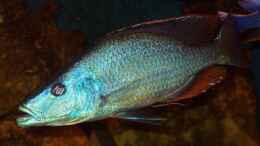 aquarium-von-mark-mondl-becken-316_Dimidiochromis compressiceps, F1NZ