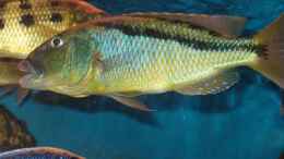 aquarium-von-mark-mondl-becken-316_Aristochromis christy, F1NZ