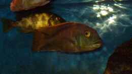 aquarium-von-mark-mondl-becken-316_Buccochromis nototaenia, WF