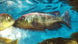 aquarium-von-mark-mondl-becken-316_Fossorochromis rostratus, F2NZ 