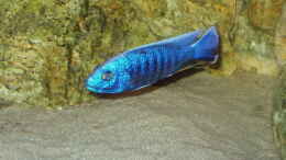 aquarium-von-mark-mondl-becken-316_scianochromis fyeri (Ice Berg)