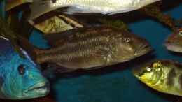 aquarium-von-mark-mondl-becken-316_Nimbochromis fuscotaeniatus, F2NZ