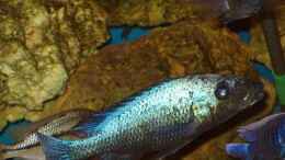 aquarium-von-mark-mondl-becken-316_Fossorochromis rostratus, F2NZ 