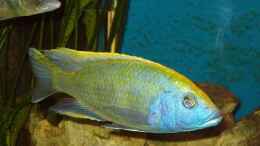 Aquarium einrichten mit Nimbochromis venustus, F1NZ