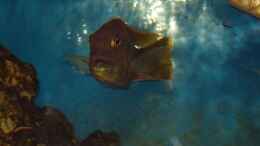 Foto mit Buccochromis nototaenia, WF