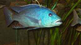Foto mit Nimbochromis fuscotaeniatus, F2NZ