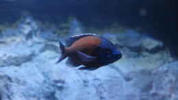 aquarium-von-thomas-b---malawisee-in-koeln-_Copadichromis borleyi Kadango Red Fin (M)