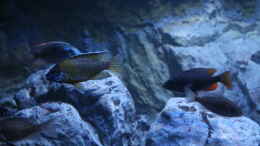 aquarium-von-thomas-b---malawisee-in-koeln-_Aulonocara Usisya (M), Copadichromis borleyi Kadango Red 