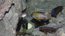 Aquarium einrichten mit Aulonocara Stuartgranti     Usisya (M) Aulonocara