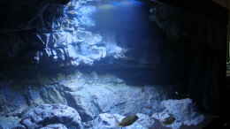 aquarium-von-thomas-b---malawisee-in-koeln-_