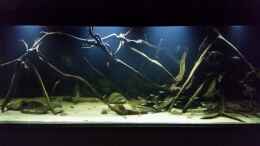 aquarium-von-bernd-n--wurzelbiotop_mit 100% Beleuchtung neu eingestellt und teilweise abgedunke
