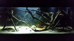 aquarium-von-bernd-n--wurzelbiotop_mit 100% Beleuchtung und teilweise abgedunkelt